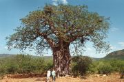 Uralter Baobab-Baum